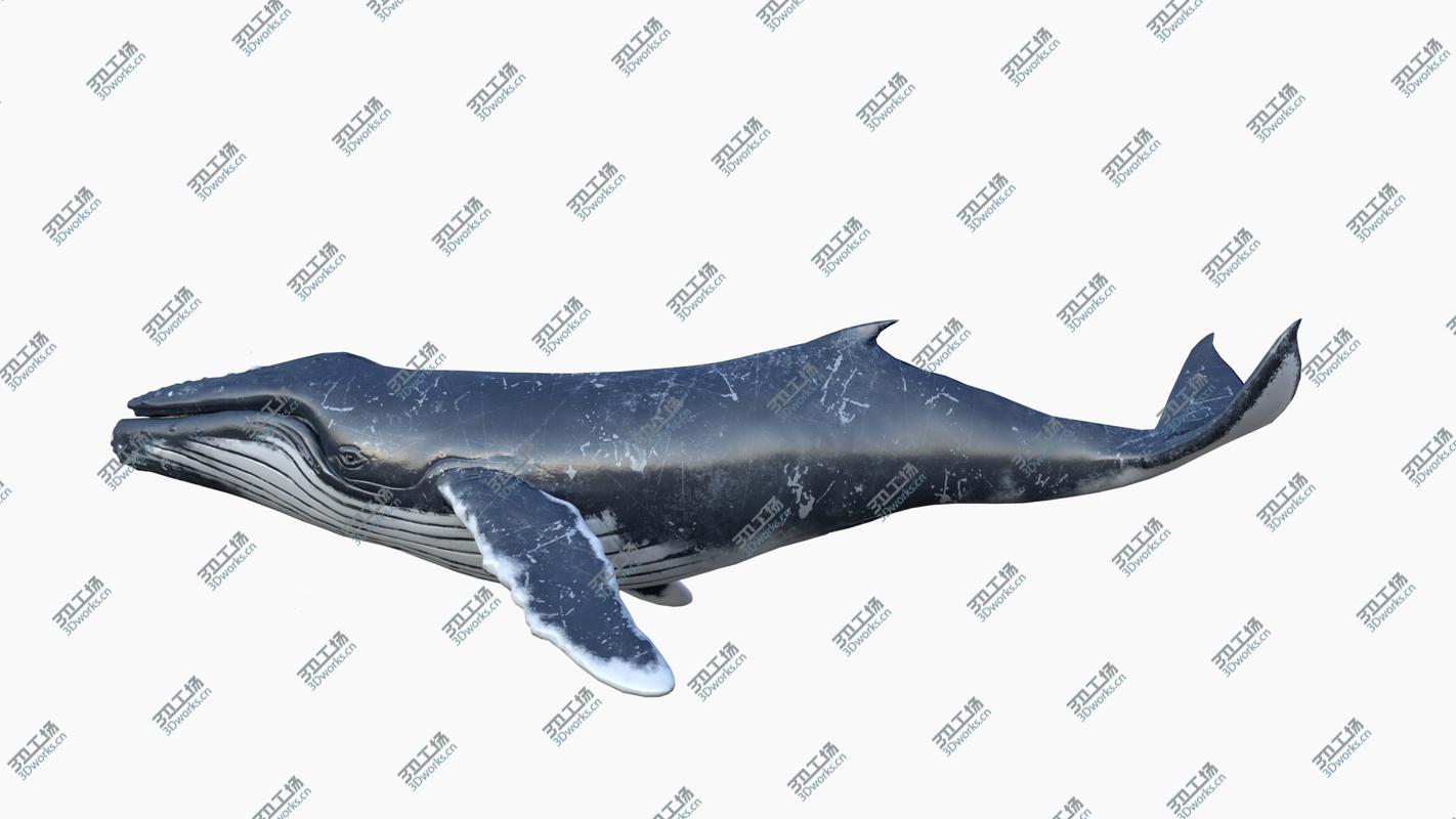 images/goods_img/2021040164/3D Humpback Whale Animated 3D/3.jpg